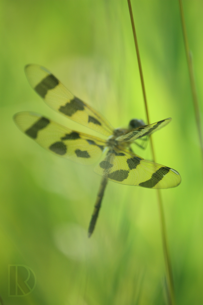 Celithemis fasciata, Female