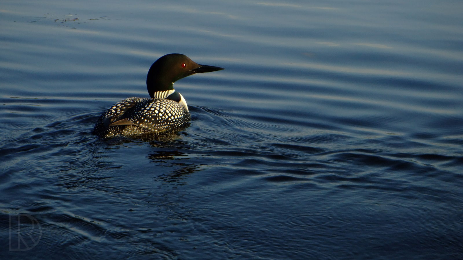 Loon