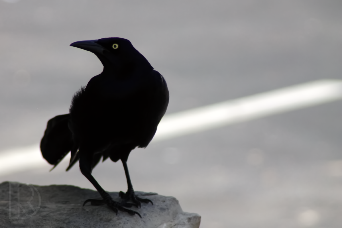 Texan Grackle